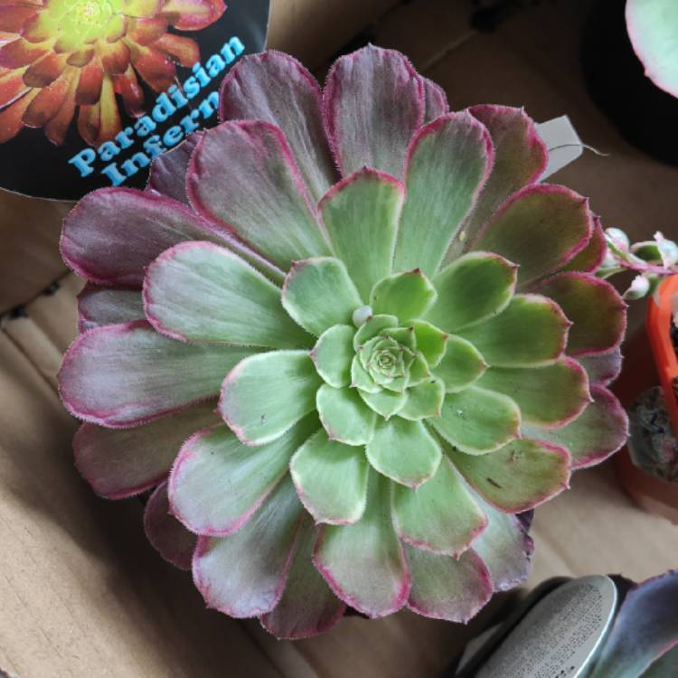 Plant image Aeonium Inferno