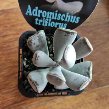 Adromischus