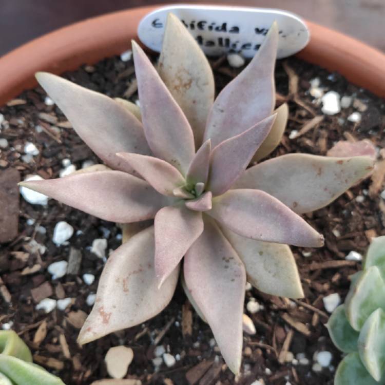 Plant image Echeveria Bifida