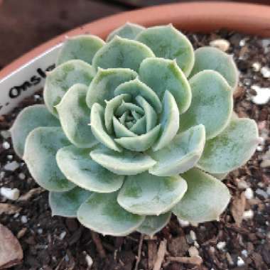 Echeveria Elegans x Lola