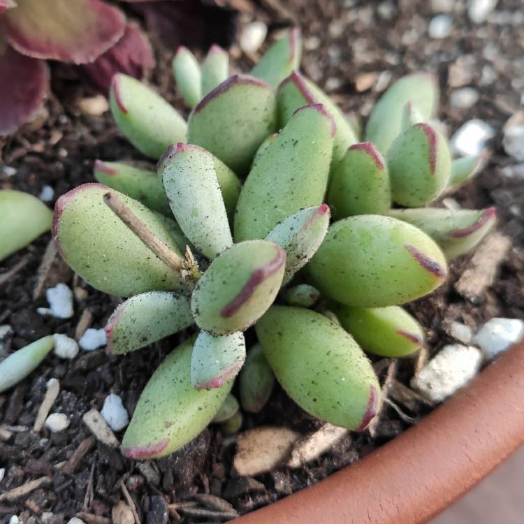 Plant image Cotyledon Papillaris