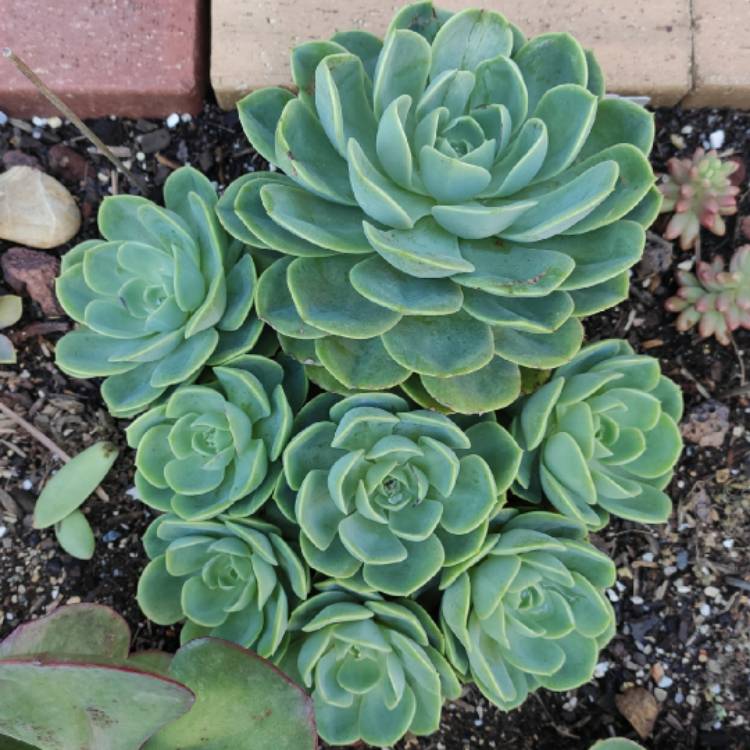 Plant image Echeveria Bees Knees