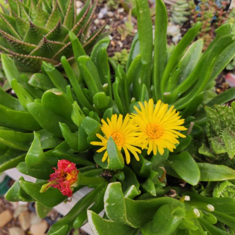 Plant image Glottiphyllum Longum