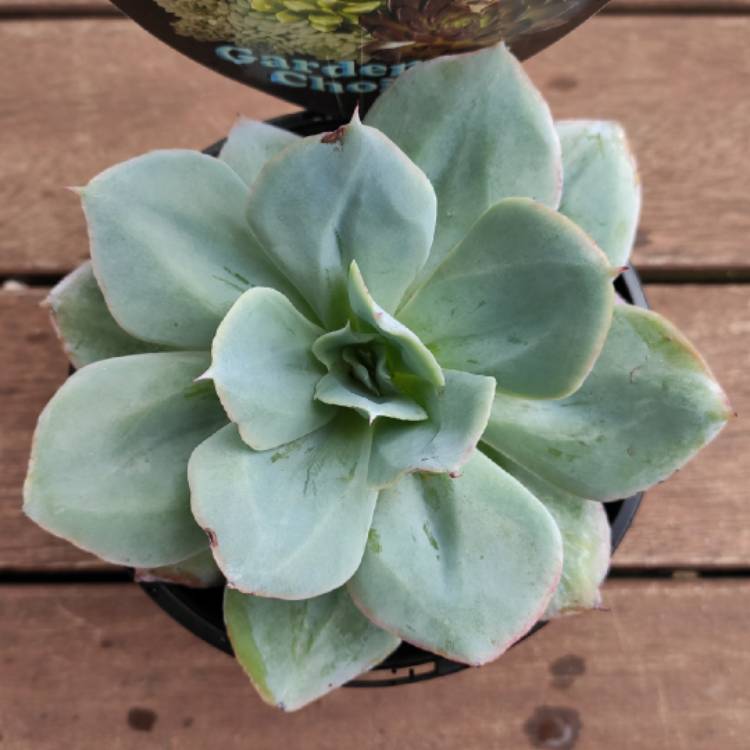 Plant image Echeveria Cloudburst