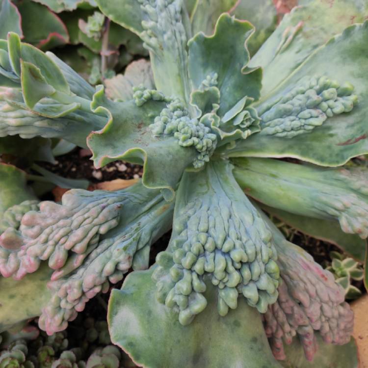 Plant image Echeveria Barbillion