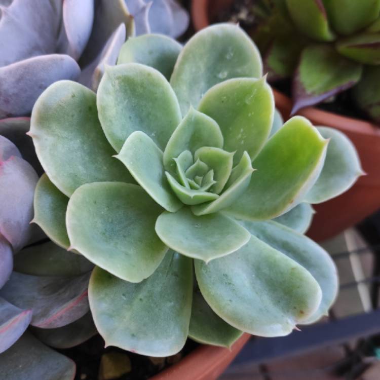 Plant image Echeveria Agyntha