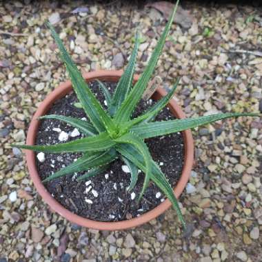 Aloe 'Sea Urchin'