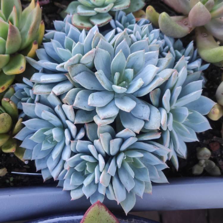 Plant image Echeveria Prunella