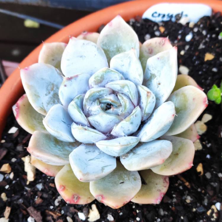 Plant image Echeveria Snow Bunny