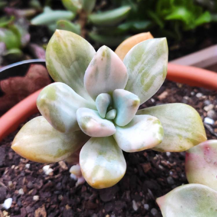 Plant image x Graptophytum  Supreme Verigated