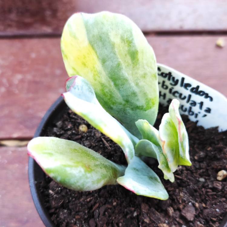 Plant image Cotyledon Orbiculata var. Orbiculata Variegata