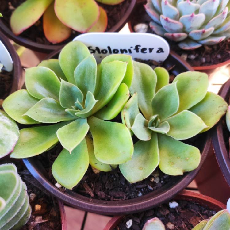 Plant image Echeveria Stolonifera