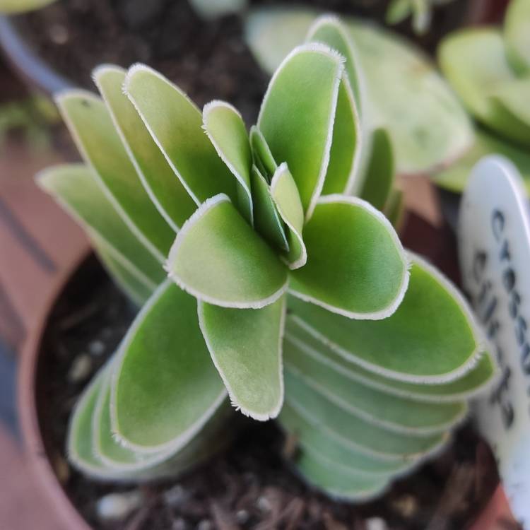 Plant image Crassula Ciliata