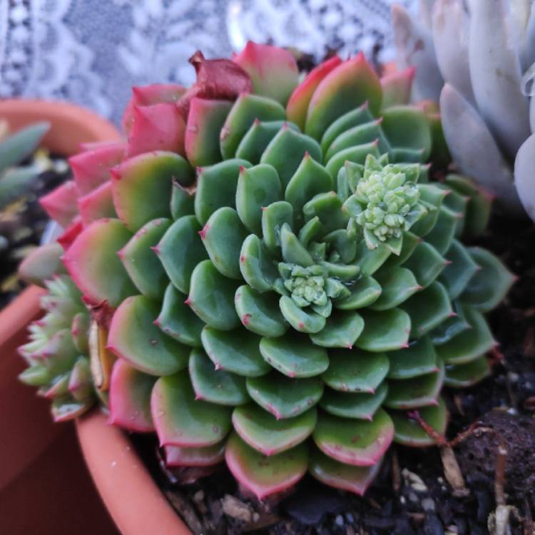 Plant image Echeveria Blue Wren