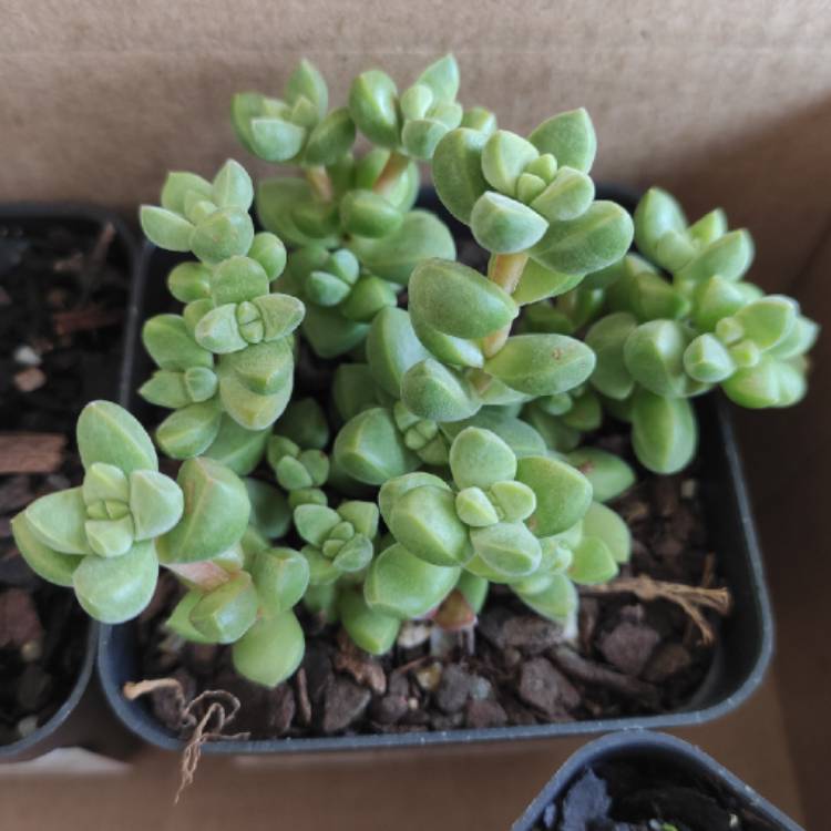 Plant image Crassula elegans