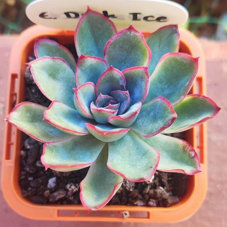 Plant image Echeveria Dark Ice