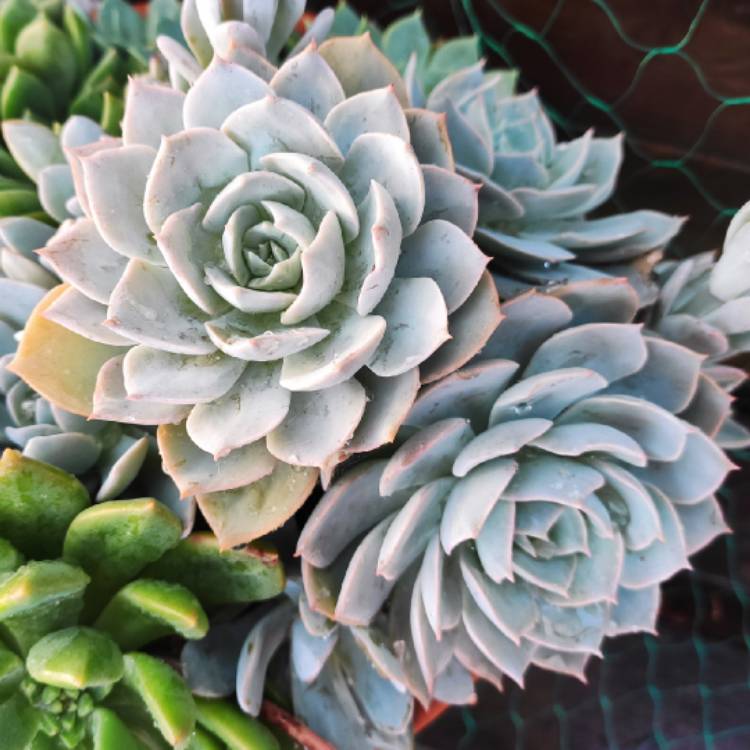 Plant image Echeveria Canadian