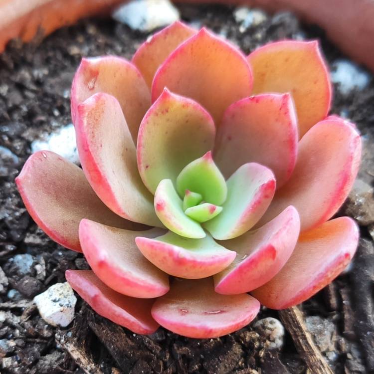 Plant image Echeveria Noble