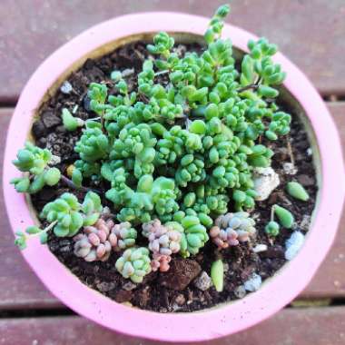 Sedum Dasyphyllum