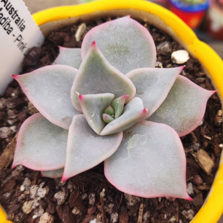 Plant image Echeveria Madiba