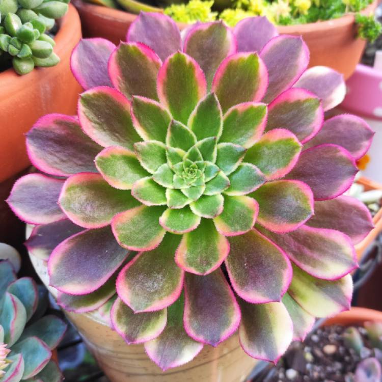 Plant image Aeonium ‘Fiesta'