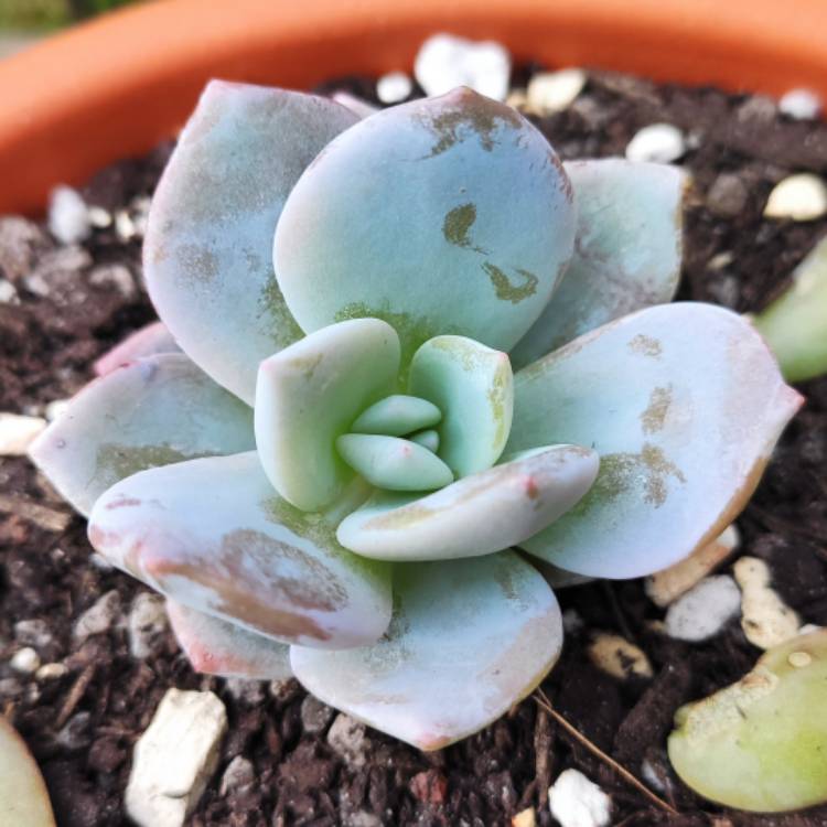 Plant image Graptoveria Pink Laui