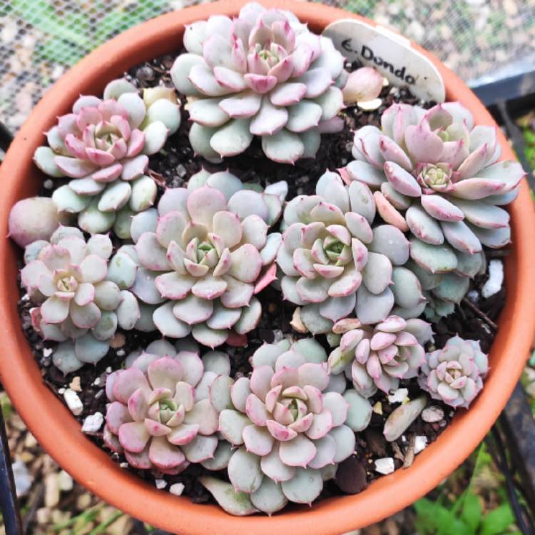 Plant image Echeveria Dondo