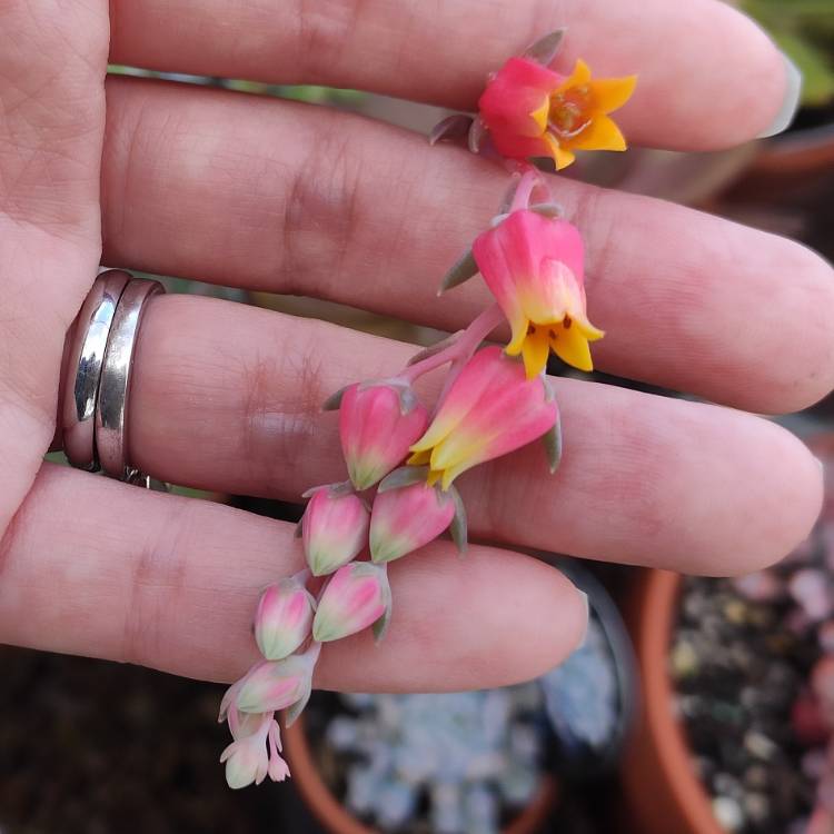 Plant image Echeveria Alabaster Magic