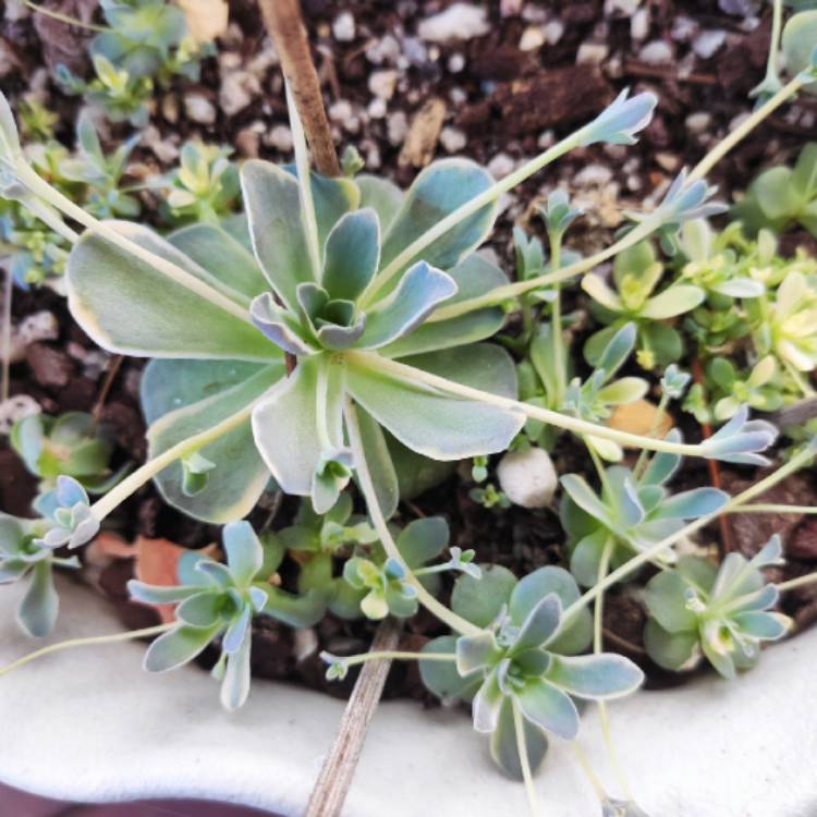 Plant image Orostachys Boehmeri Variegata