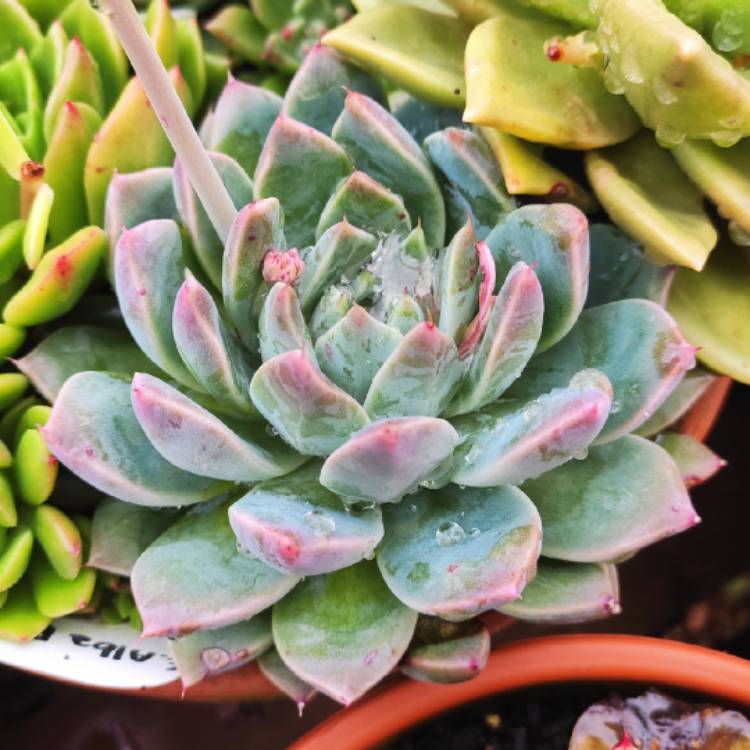 Plant image Echeveria Alba Beauty