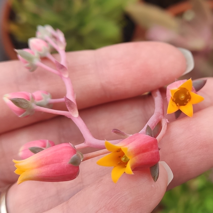 Plant image Echeveria Alba Beauty