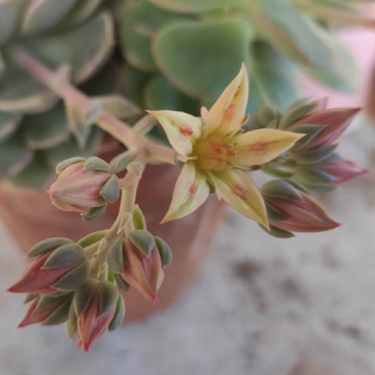 Plant image xGraptoveria Margarete Reppin