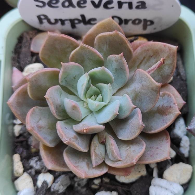 Plant image xSedeveria