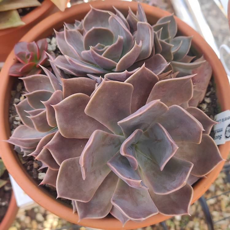 Plant image Echeveria Linda Jean