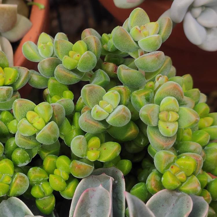 Plant image Crassula elegans