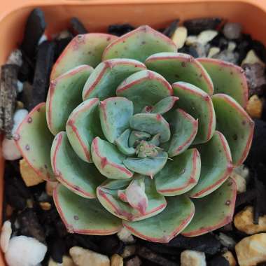 Echeveria El Encino