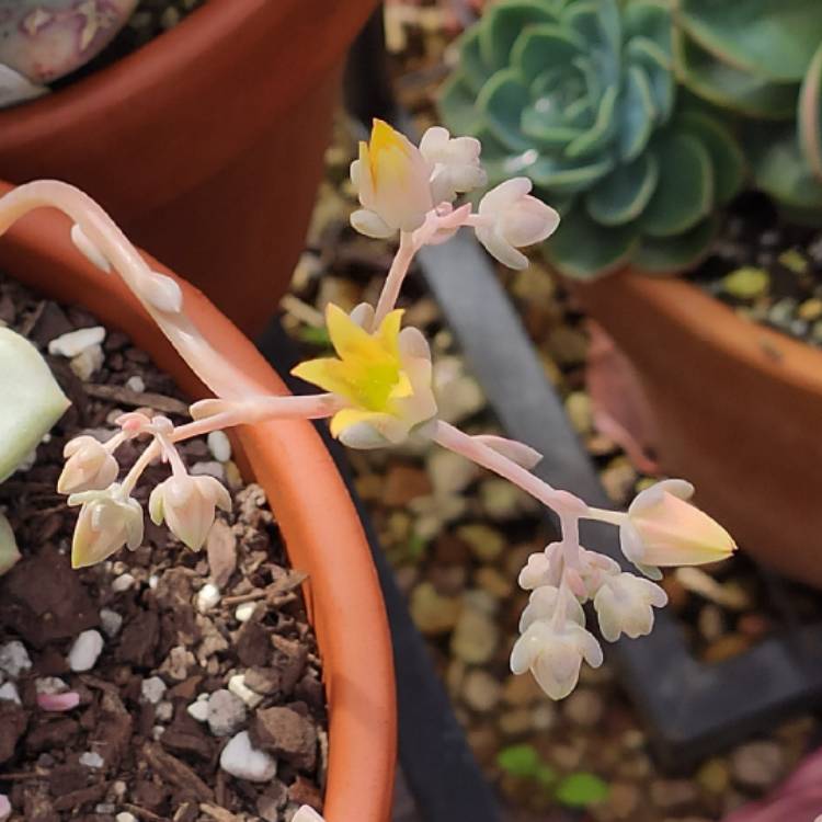 Plant image xGraptoveria Orange Sherbet