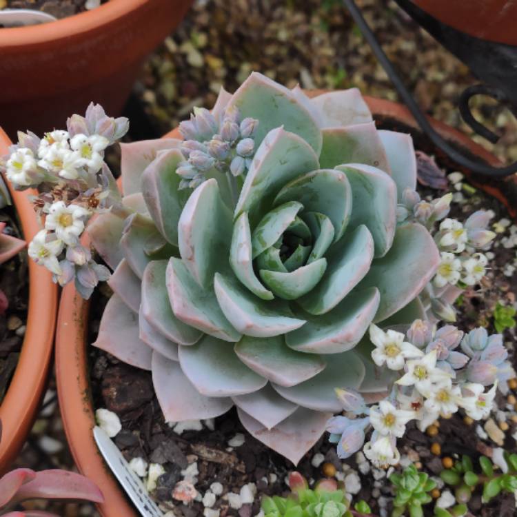 Plant image Sedum Suaveolens