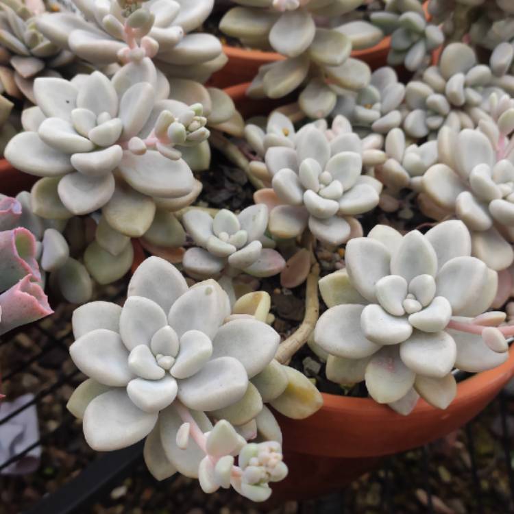 Plant image Graptopetalum Ellen