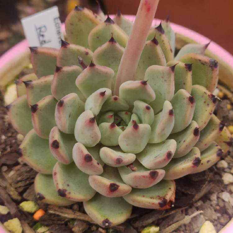 Plant image Echeveria Red Absinthe