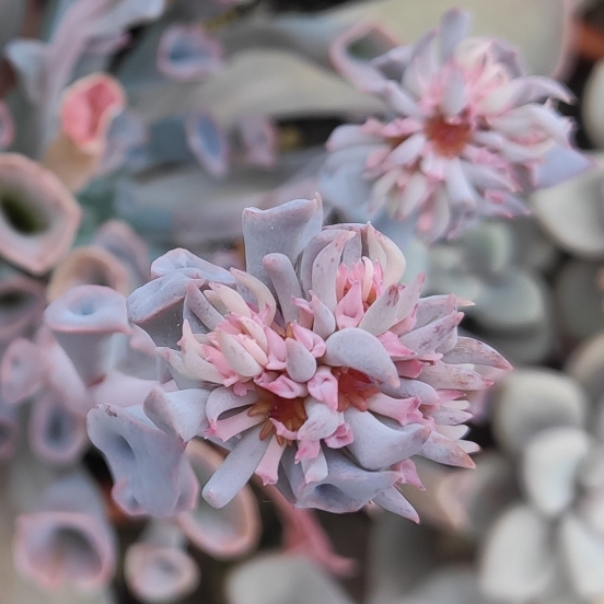 plant image 1551650