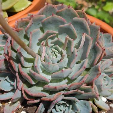 Echeveria Minima x Subsesslis