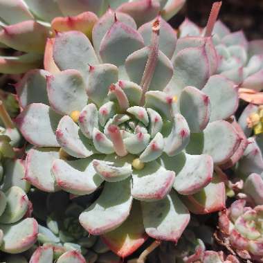 Echeveria Minima