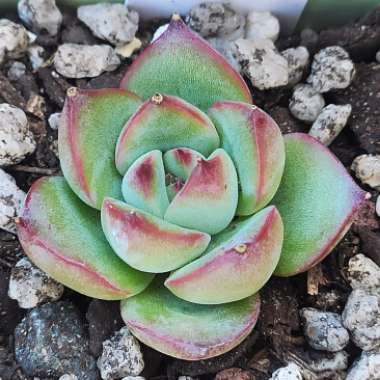 Echeveria Fire Pillar