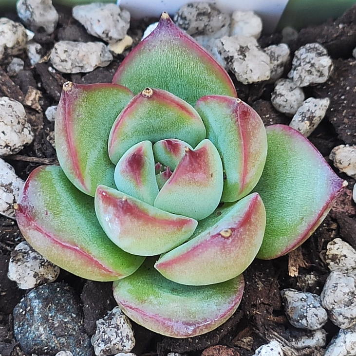 Plant image Echeveria Fire Pillar