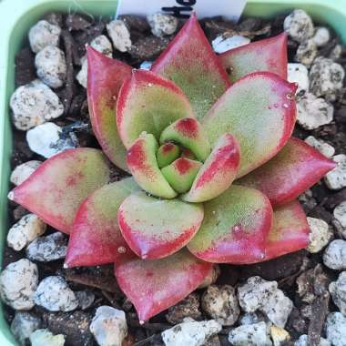 Echeveria Honey Pink