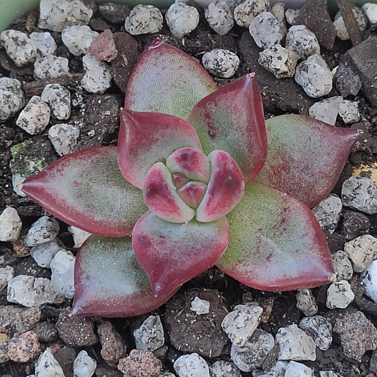 Plant image Echeveria Romeo Rubin x Colorata fa. Colorata