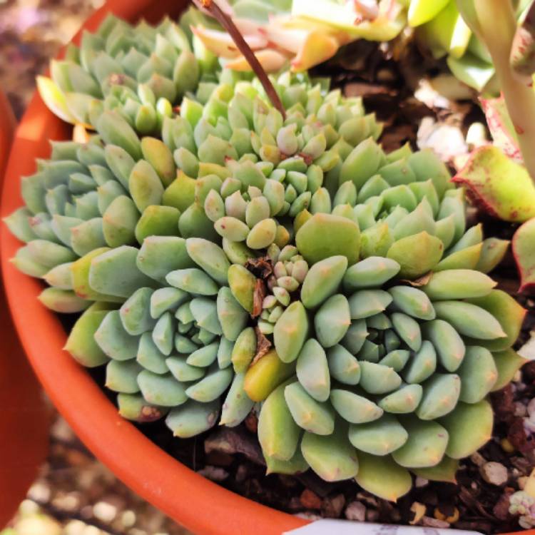 Plant image Echeveria Chrissy And Ryan