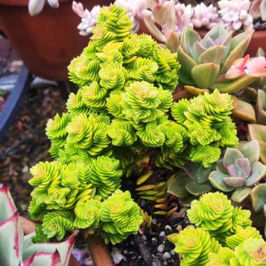 Crassula 'Spiralis' syn. Crassula 'Estagnol'