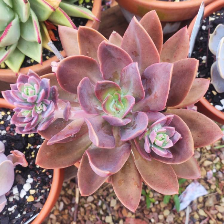 Plant image Echeveria Hanaikada